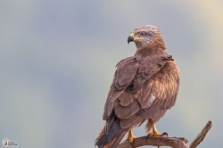 Milvus Migransphoto3