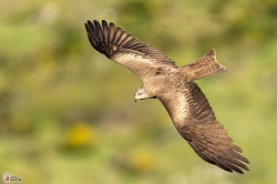 Milvus Migransphoto1