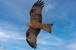 Milvus Migransphoto2