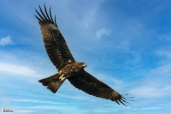 Milvus Migransphoto4