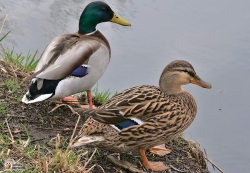 Anas Platyrhynchos Image3