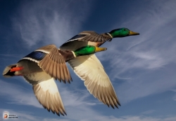 Anas Platyrhynchos Image2