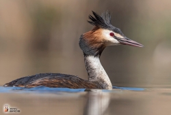 Tachybaptus Ruficollis4