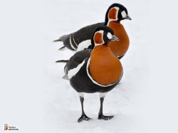 Branta Ruficollis Photo4