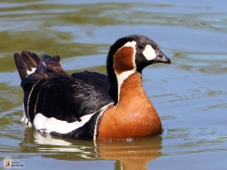 Branta Ruficollis Photo3