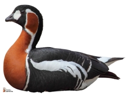 Branta Ruficollis Photo1