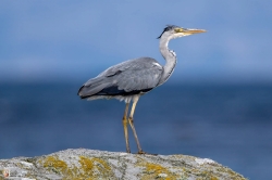Ardea Cinerea Photo1