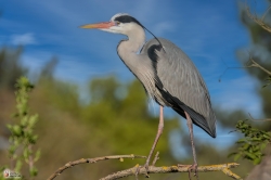 Ardea Cinerea Photo4