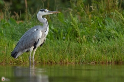 Ardea Cinerea Photo2