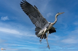 Ardea Cinerea Photo3