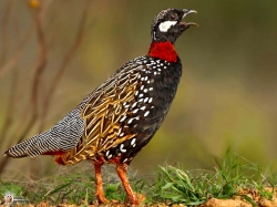 Francolinus Francolinus Photo2