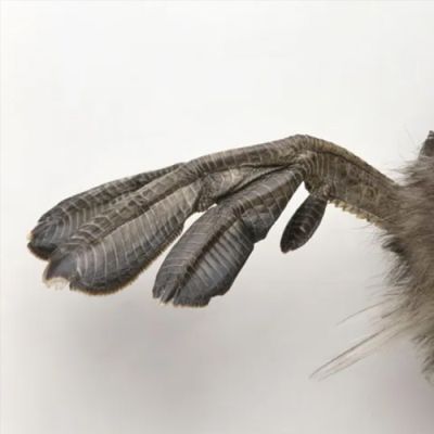 پاهای غواص گلو سیاه