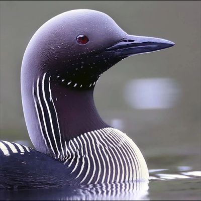 منقار غواص گلو سیاه