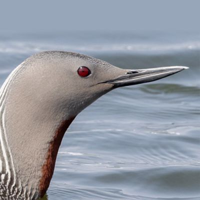 منقار غواص گلو سرخ