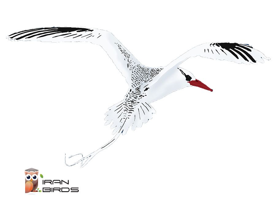 فائتون نوک‌سرخ دریایی