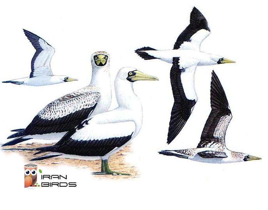 بوبی نقابدار