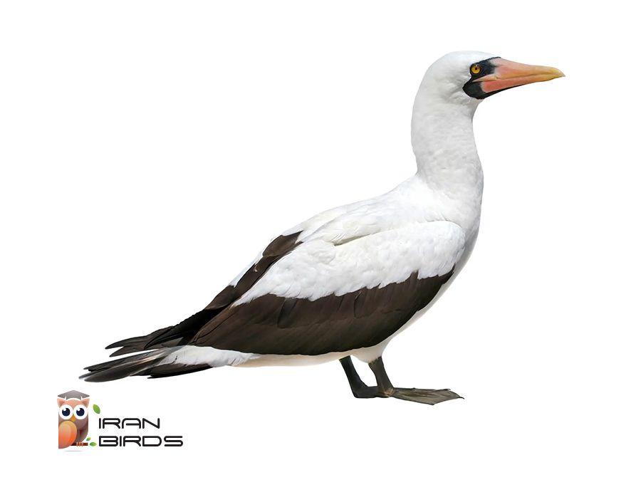 بوبی نقابدار