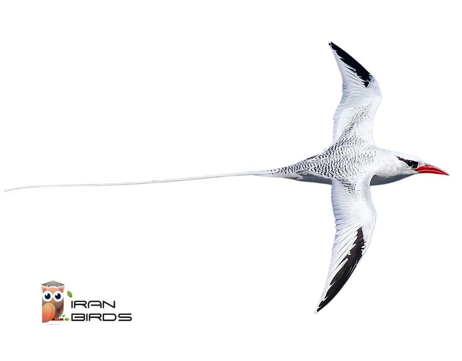 فائتون نوک‌سرخ دریایی