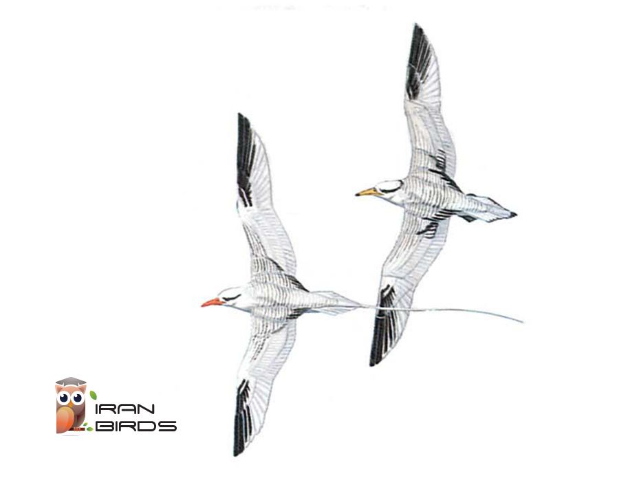 فائتون نوک‌سرخ دریایی